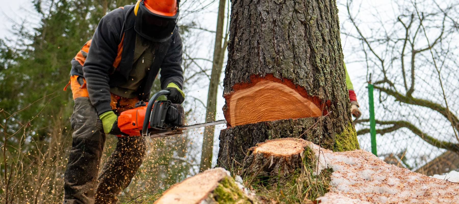 Kenny’s Tree Services LLC - Expert Tree Care Company